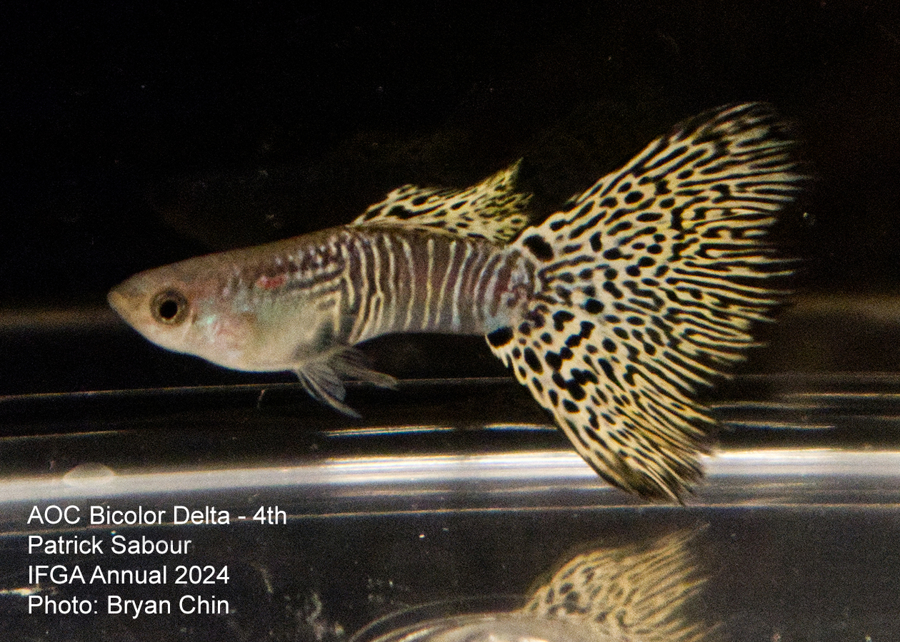 guppy aoc bicolor